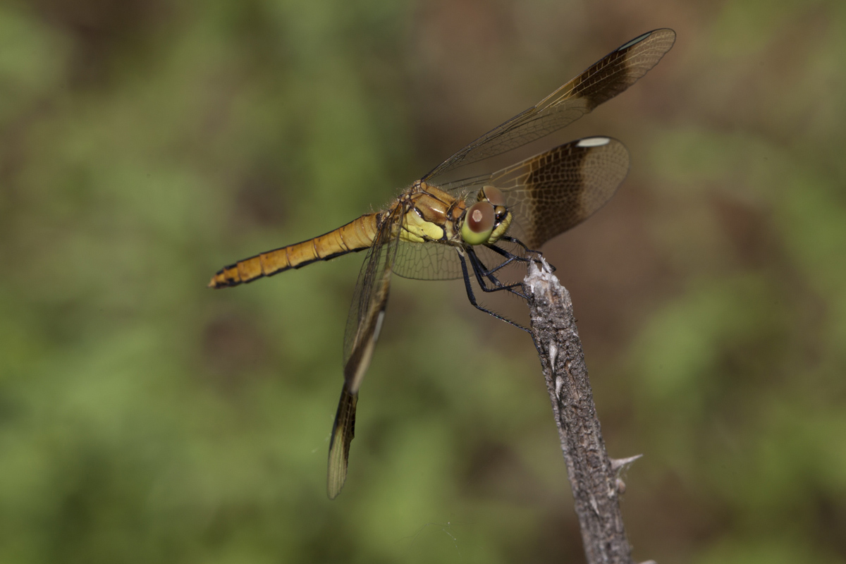 Sympetrum pedemontanum